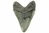 Fossil Megalodon Tooth - South Carolina #265053-1